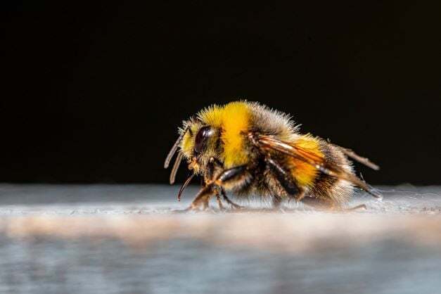 Emerging Threats: Buzz of the Bumblebee – A new malicious loader